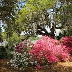 Meet your Posher, Bridget